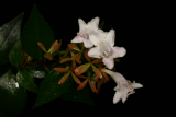 Linnaea x grandiflora RCP8-2007 4151.jpg